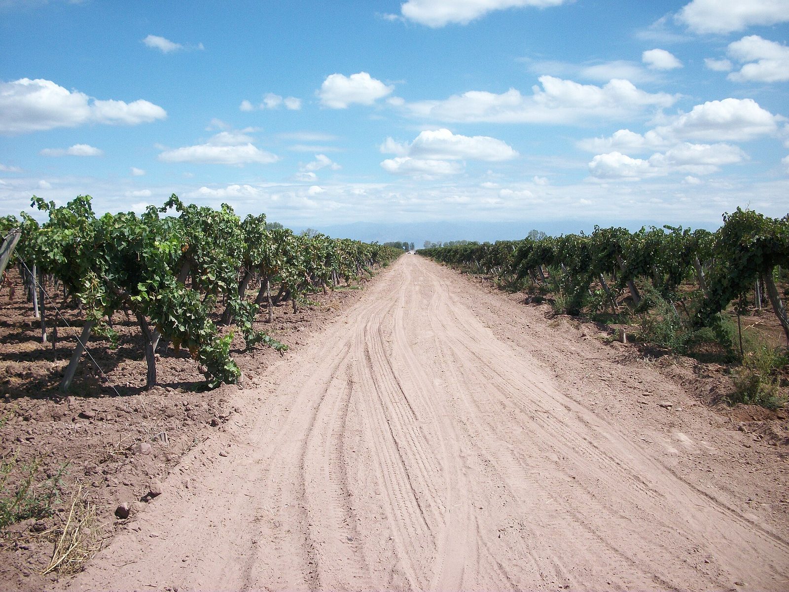 Caminos del vino en Mendoza