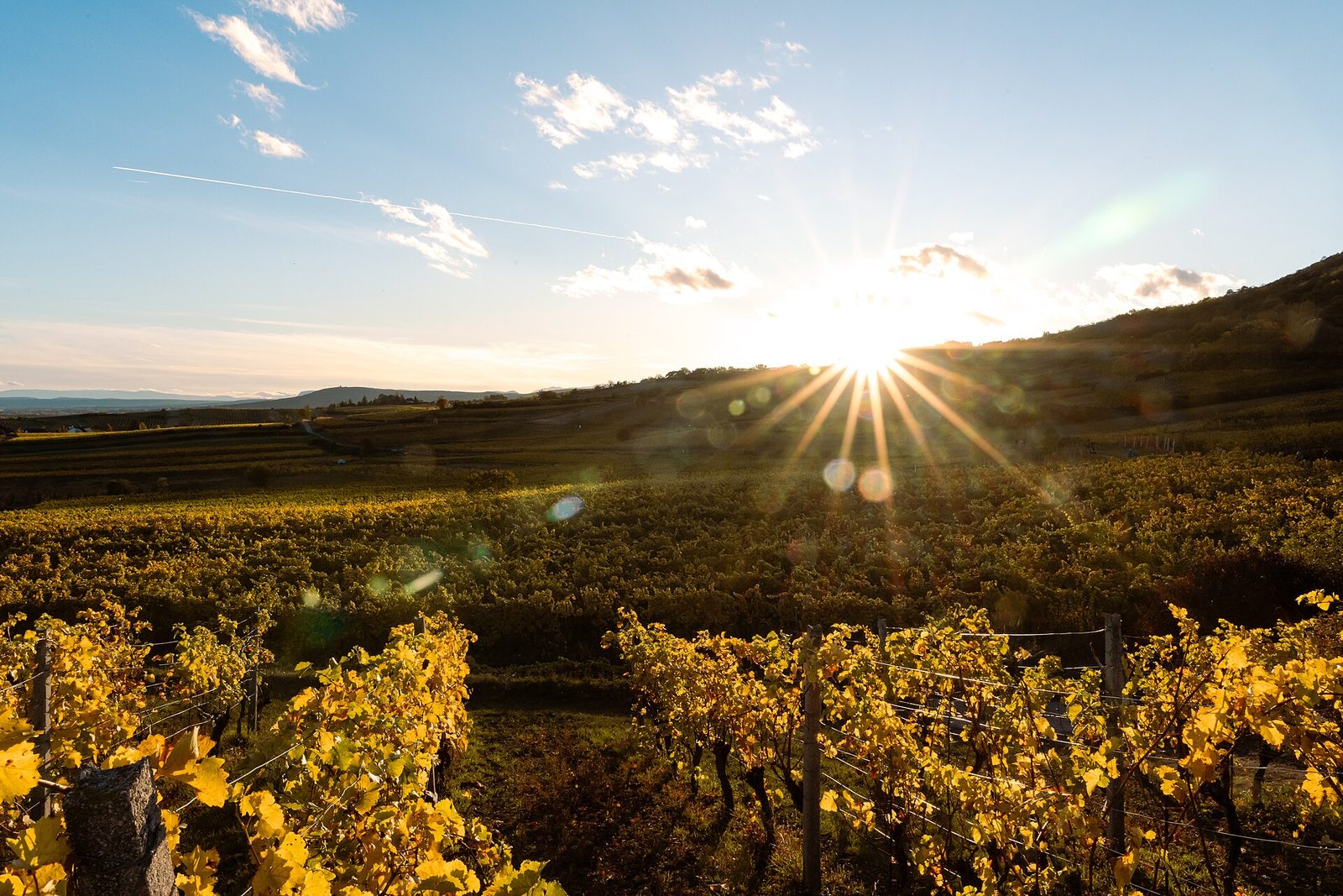 Viñedo de Mendoza al atardecer
